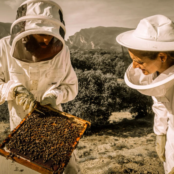 Experiència apícola personalitzada en plena natura i amb vistes privilegiades al Congost de Mont-rebei, al Montsec d'Ares, al Montsec de l'Estall i la Terreta.